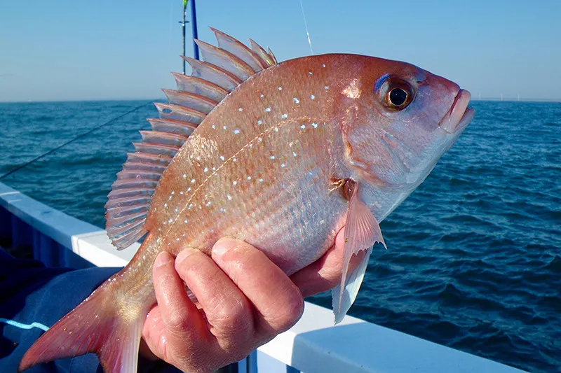 三重県のご当地定期便